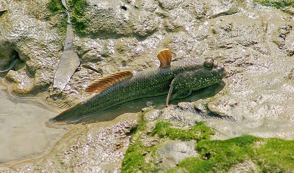 صورة Periophthalmodon freycineti (Quoy & Gaimard 1824)