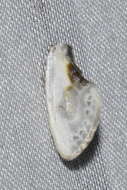 Image of Cilix