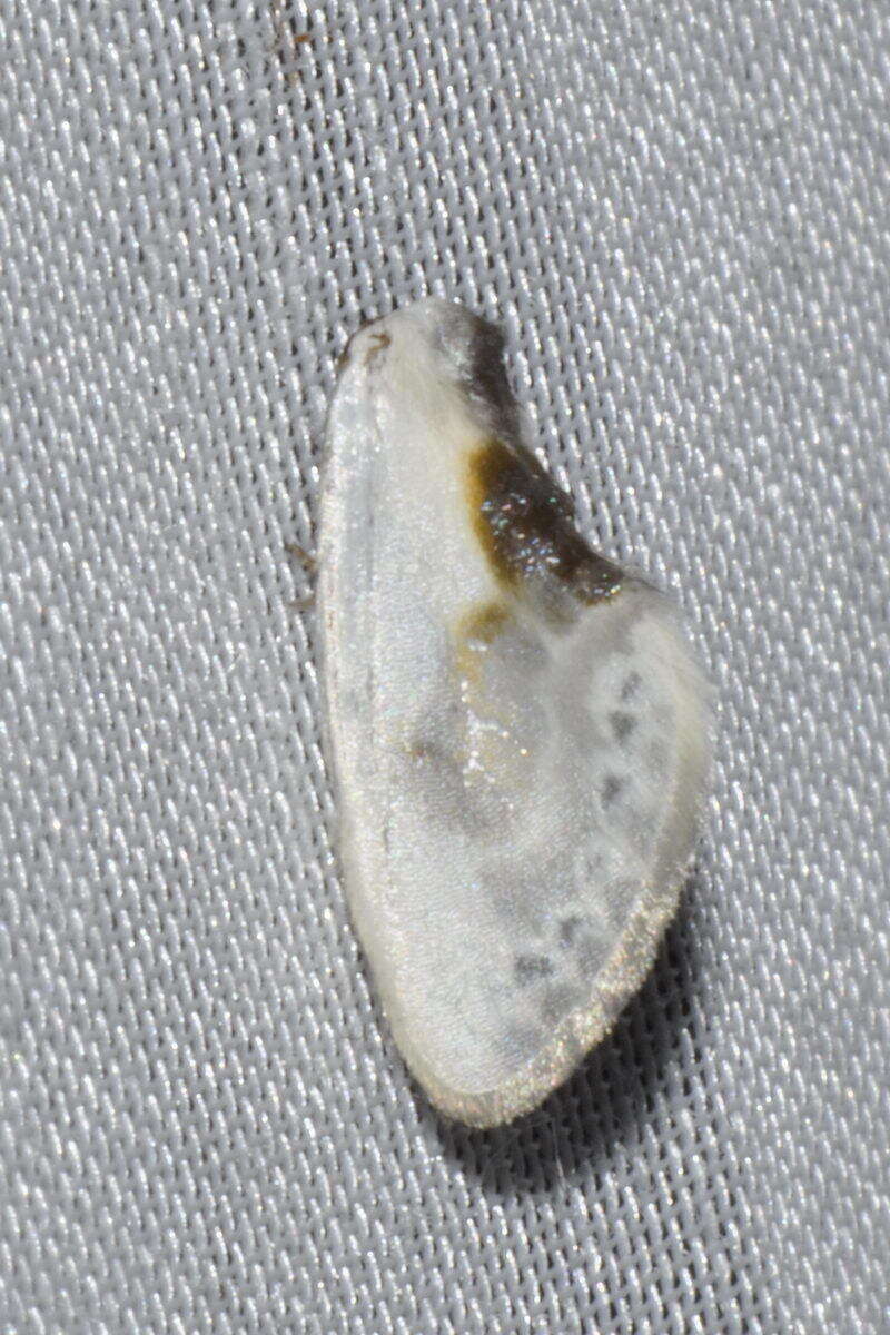 Image of Cilix