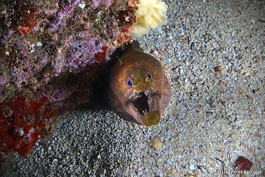 Image of Mottled Conger Moray