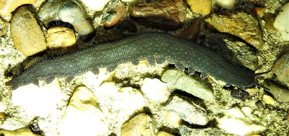 Image of Nodocapitus barryi Reid 1996