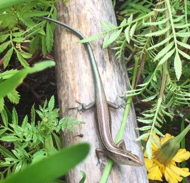 Image of Copper-tailed Skink