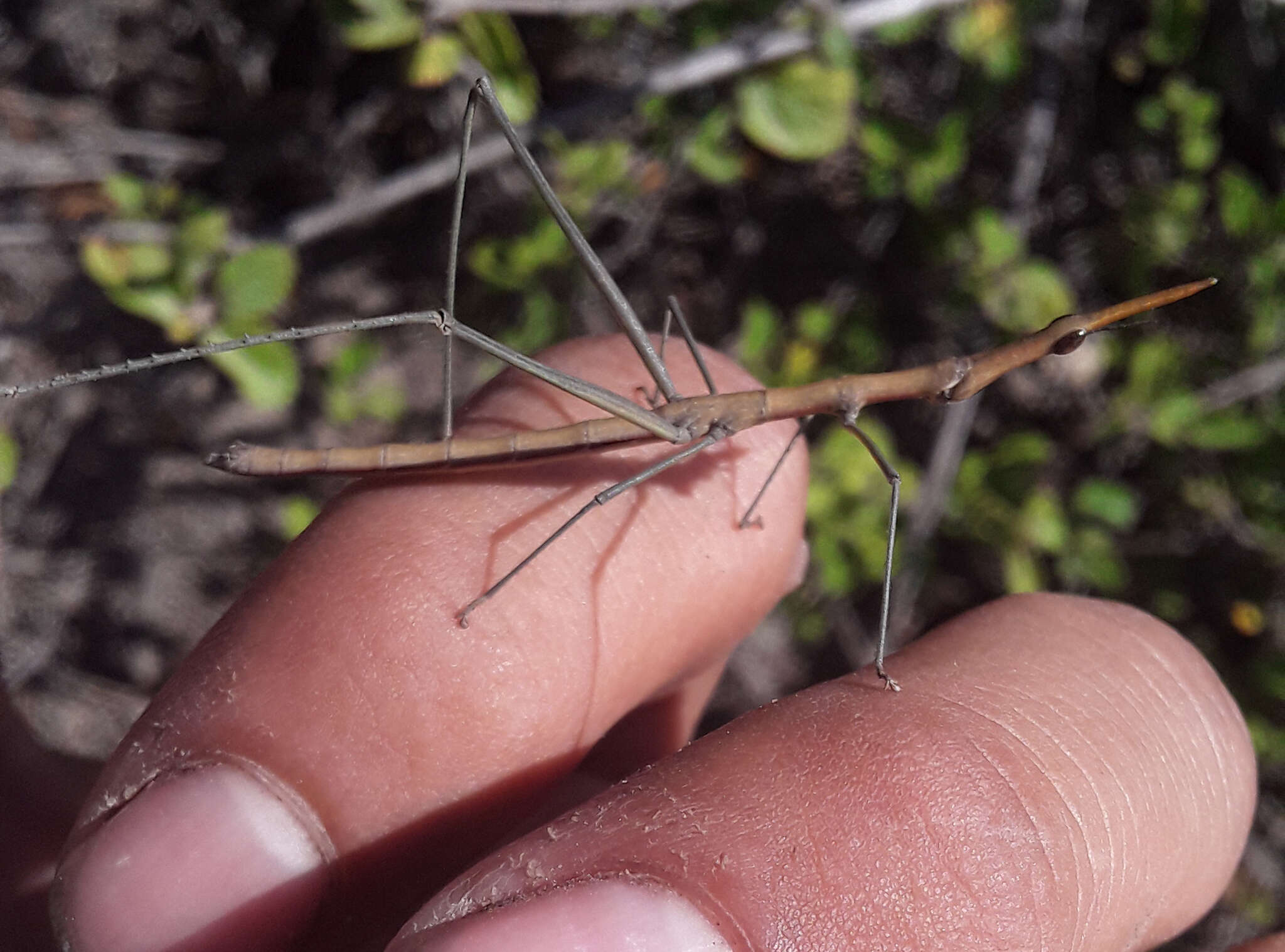 Image of Microcoema acuminata (Scudder & S. H. 1869)