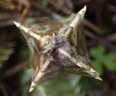 Image of Ceropegia praestans (N. E. Br.) Bruyns