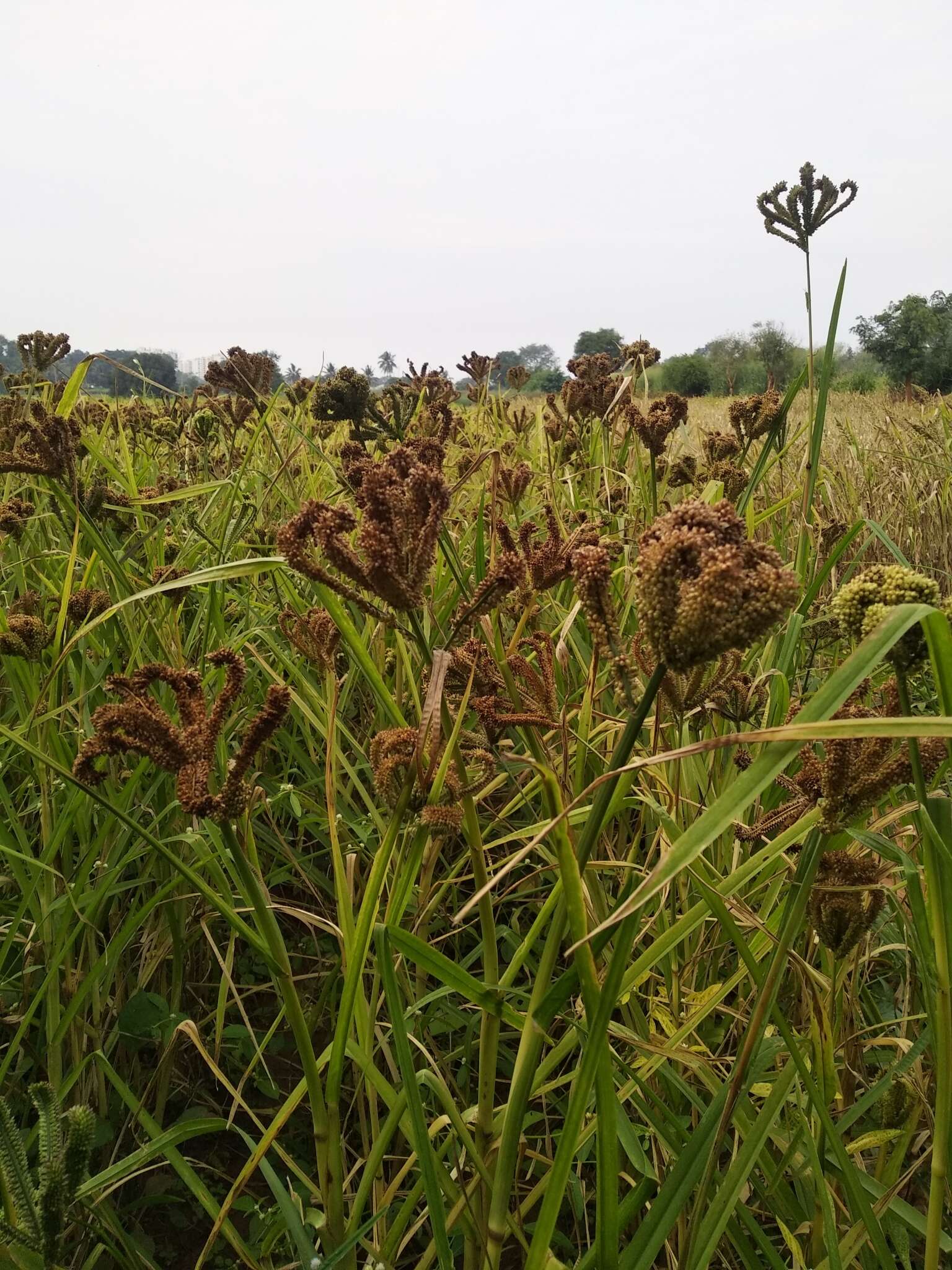 Image of finger millet