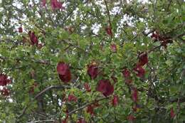 Image of Purple-pod cluster-leaf