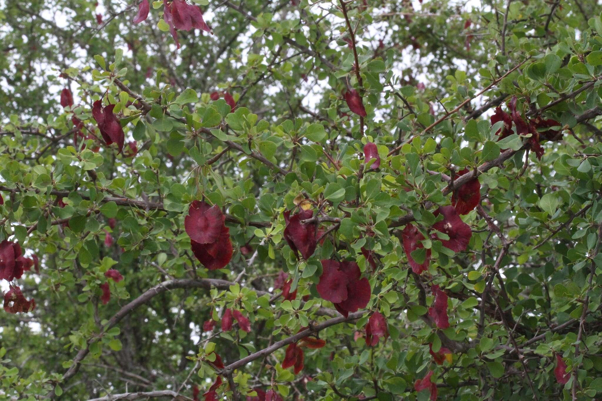 Image of Purple-pod cluster-leaf