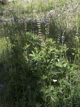 Image of largeleaf lupine