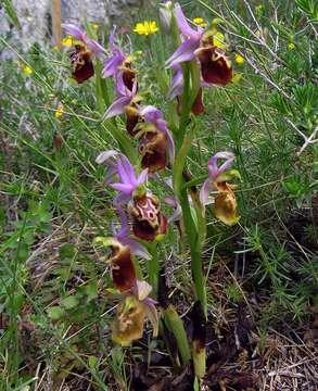 Слика од Ophrys fuciflora subsp. apulica O. Danesch & E. Danesch