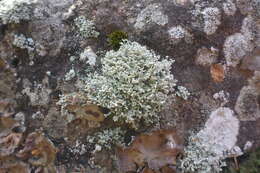 Image of Rock foam lichen