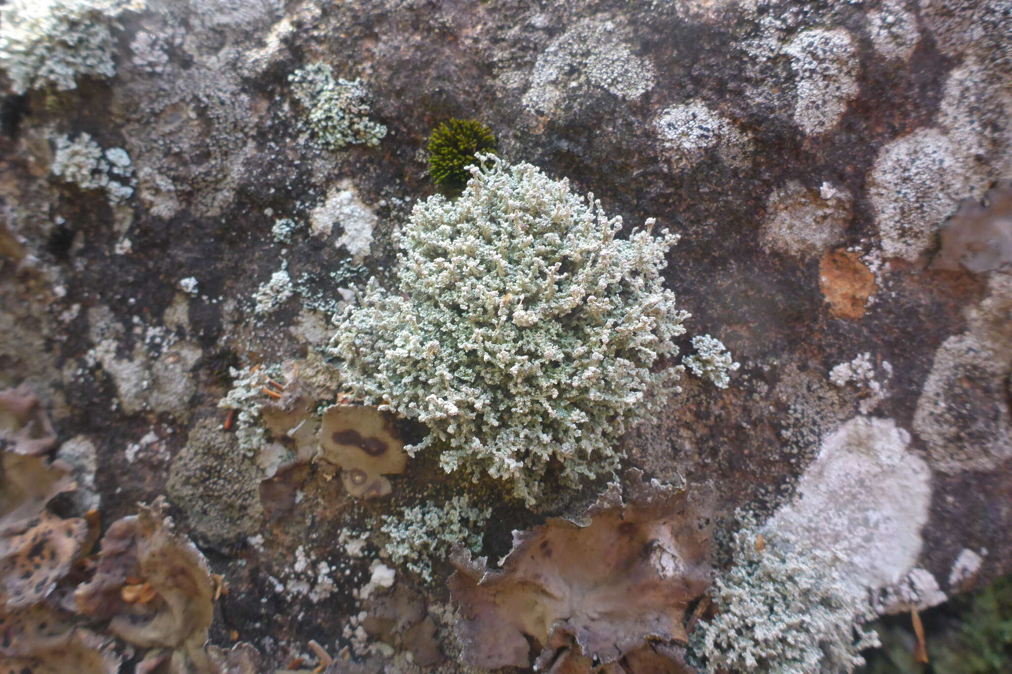 Image of Rock foam lichen