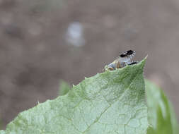 Image of Trupanea nigricornis (Coquillett 1899)