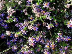 Image of Felicia filifolia subsp. filifolia