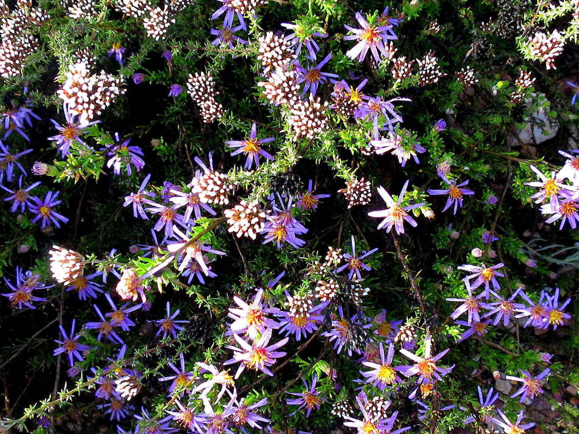 Image of Felicia filifolia subsp. filifolia