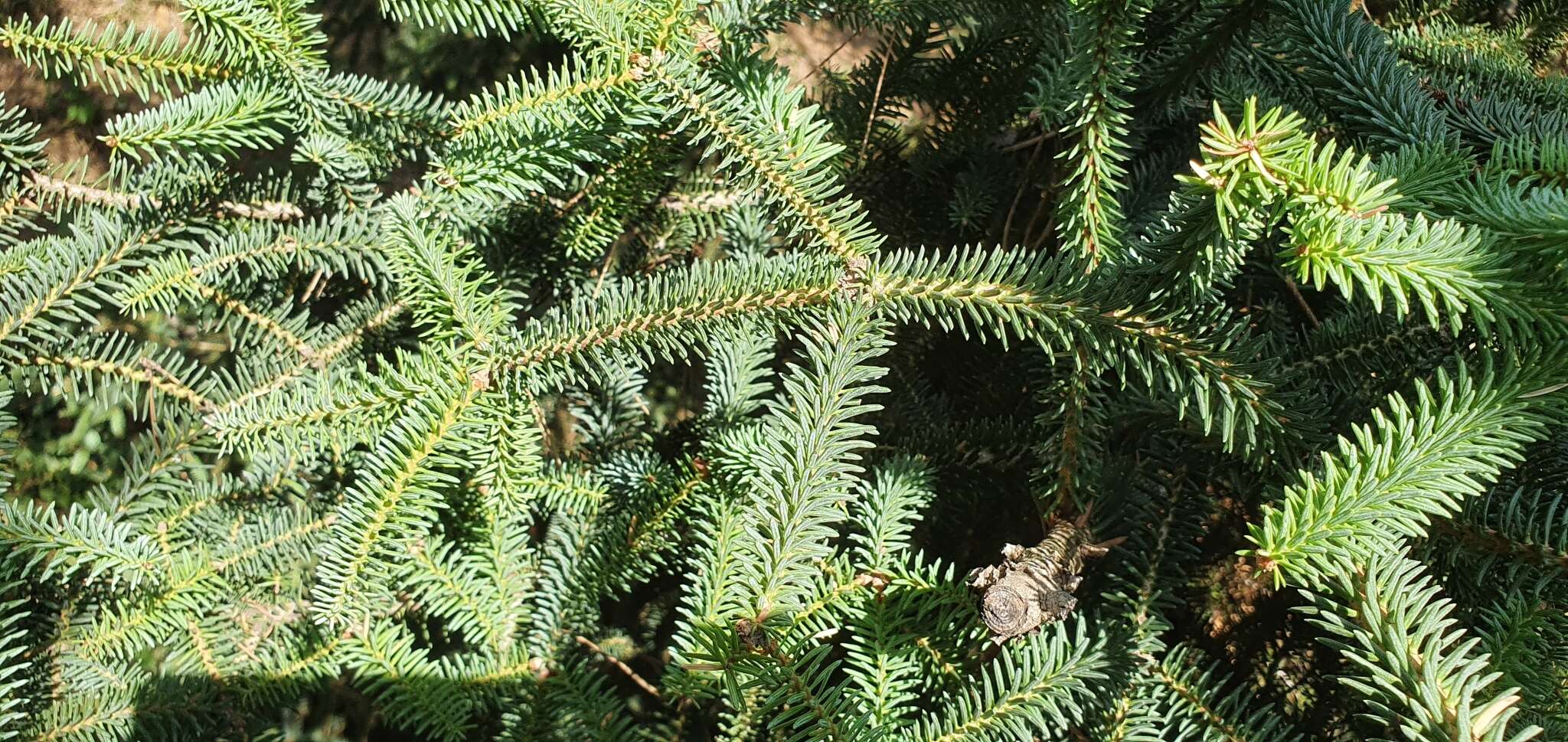 Image of Abies pinsapo var. pinsapo