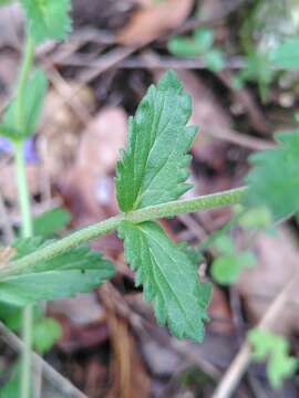 Image of Veronica orsiniana Ten.