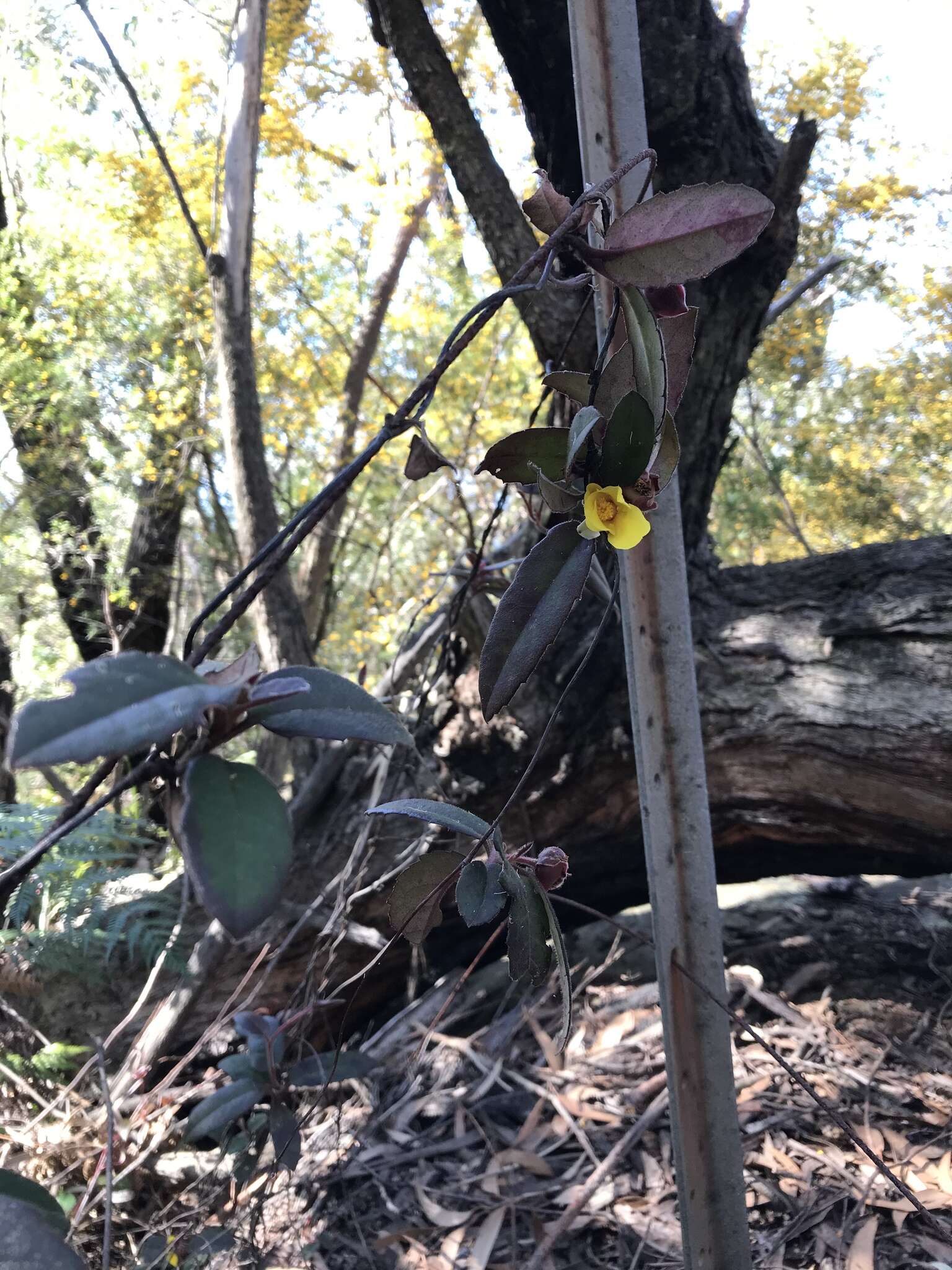 Hibbertia dentata R. Br. resmi