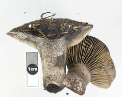 Plancia ëd Russula inquinata McNabb 1973