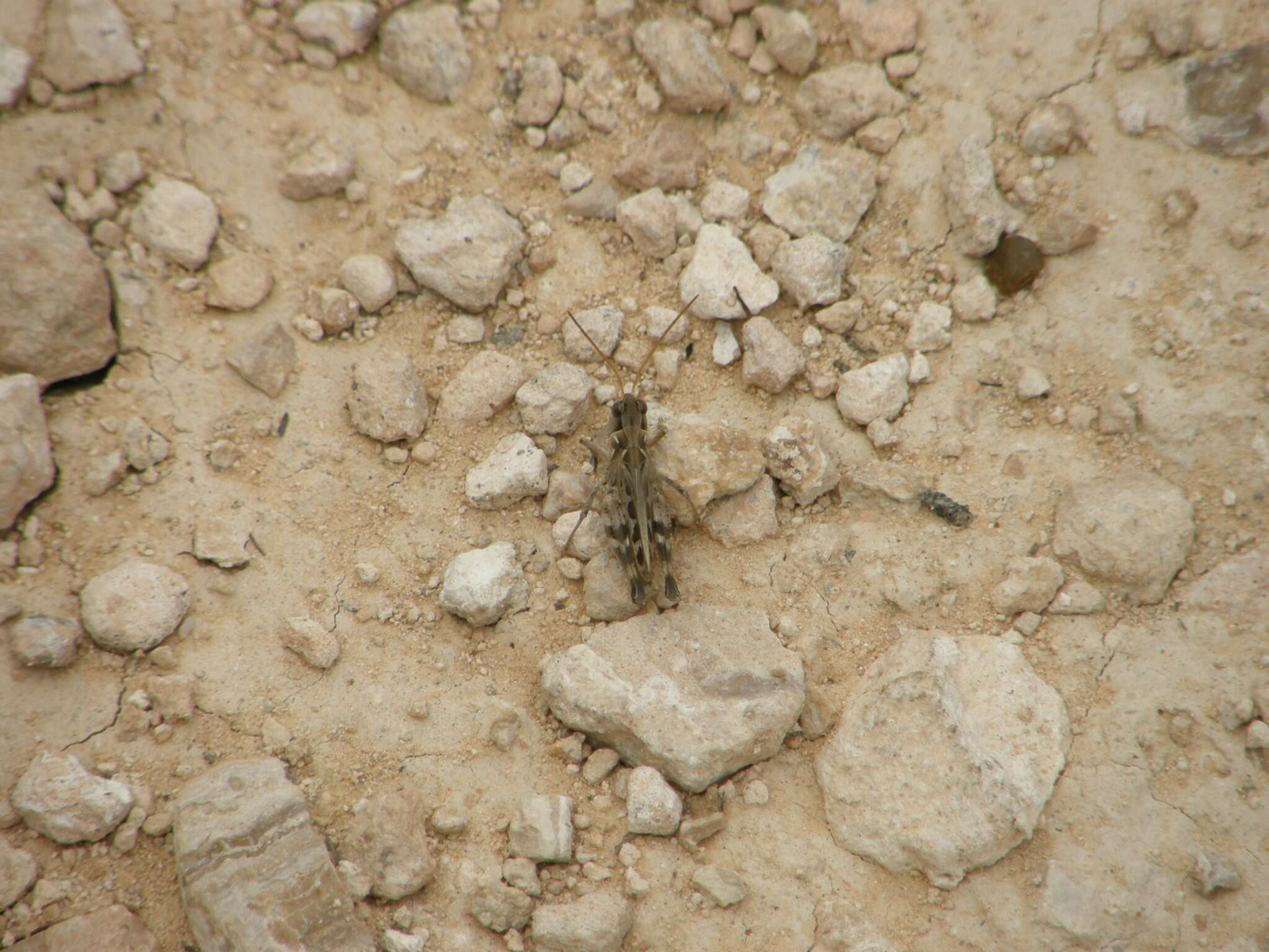 Image of Four-spotted Grasshopper