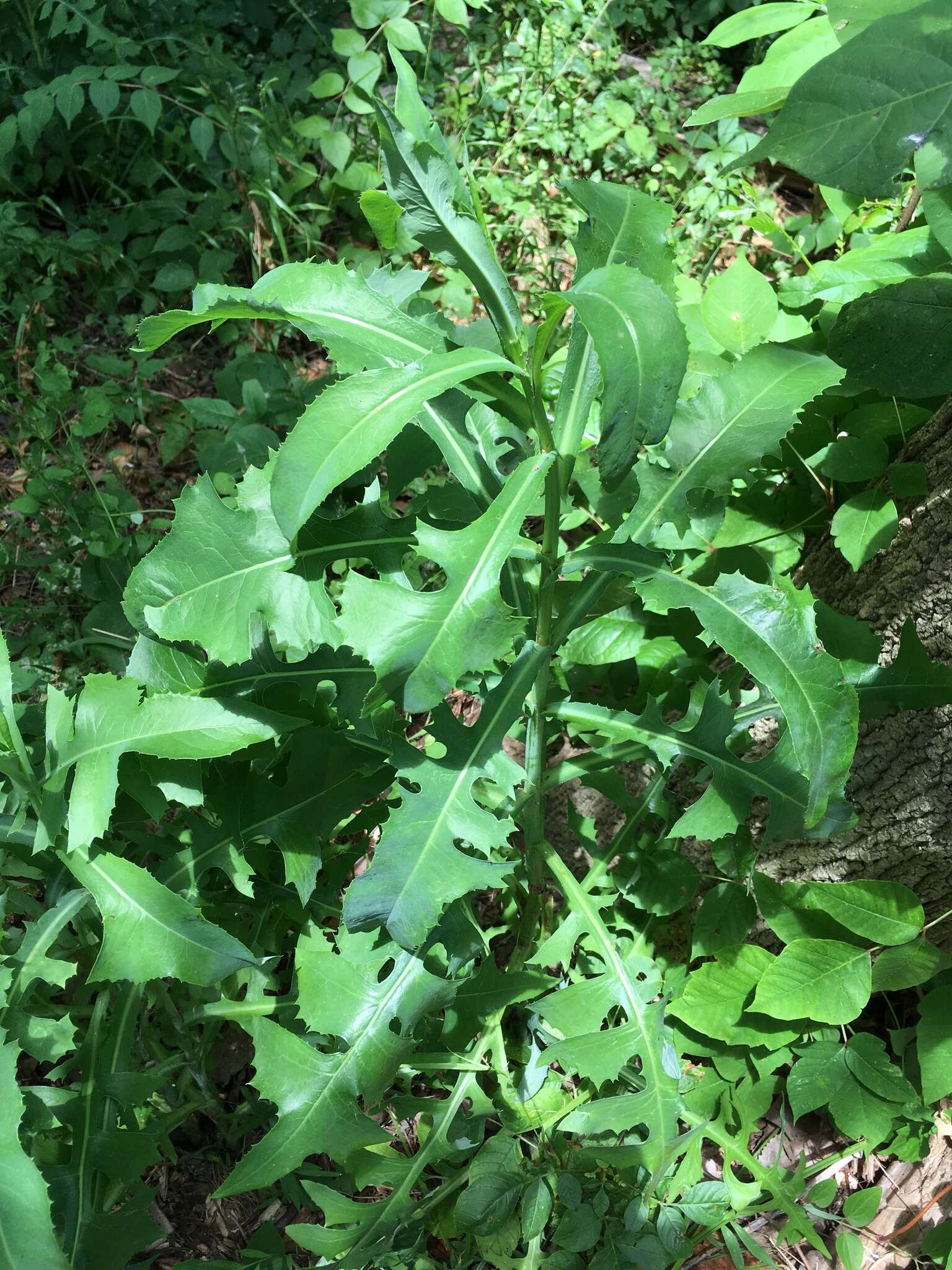 Imagem de Lactuca canadensis L.