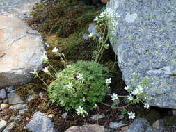 Sivun Saxifraga geranioides L. kuva