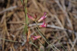 Imagem de Astragalus inversus M. E. Jones