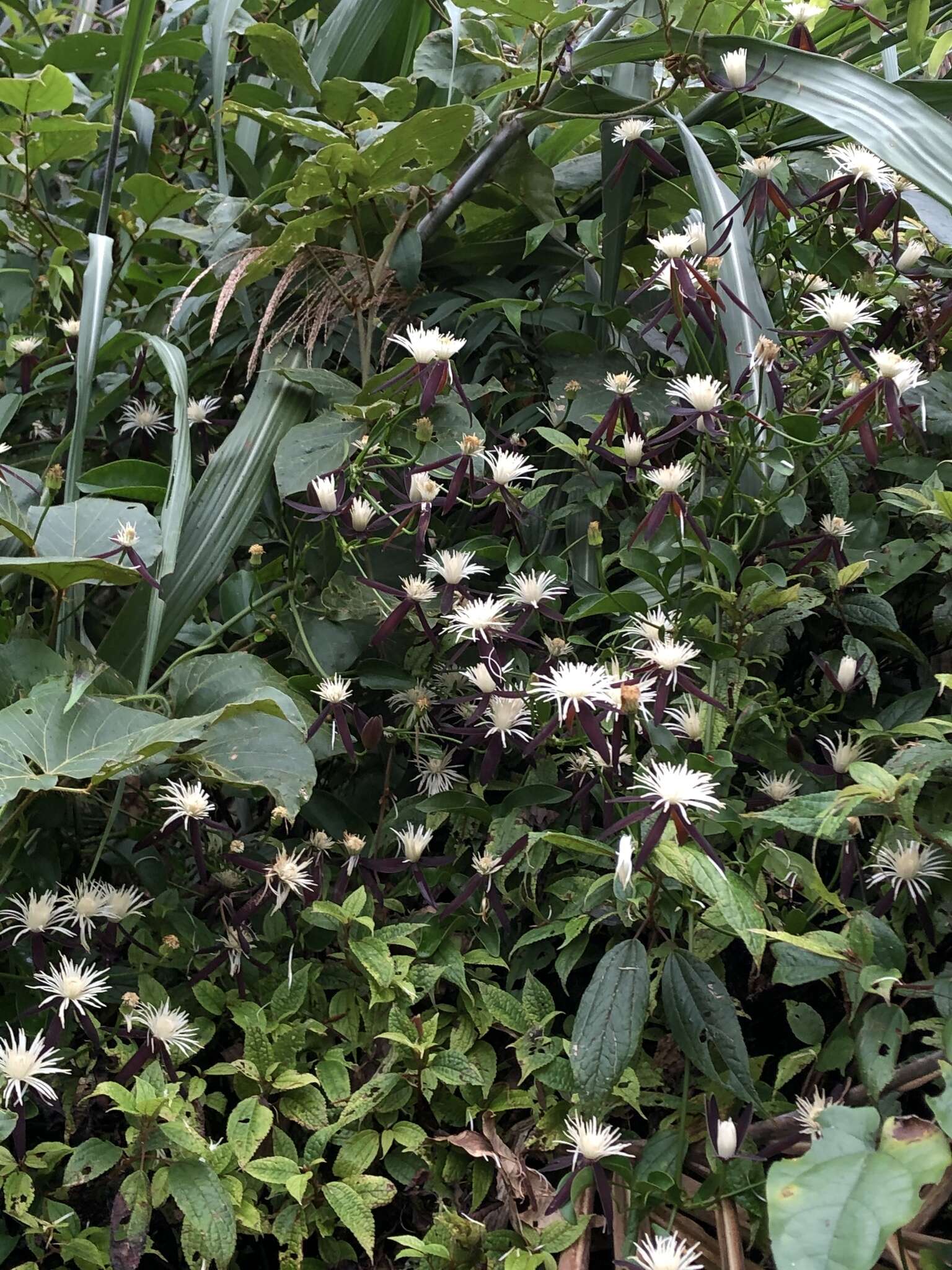 Image of Clematis tashiroi Maxim.