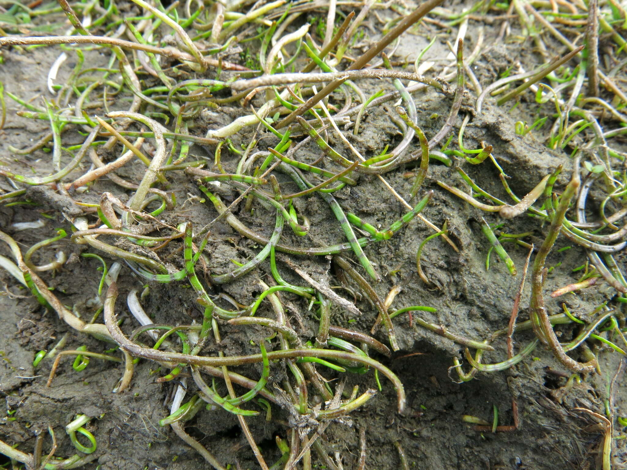 Imagem de Lilaeopsis novae-zelandiae (Gand.) A. W. Hill