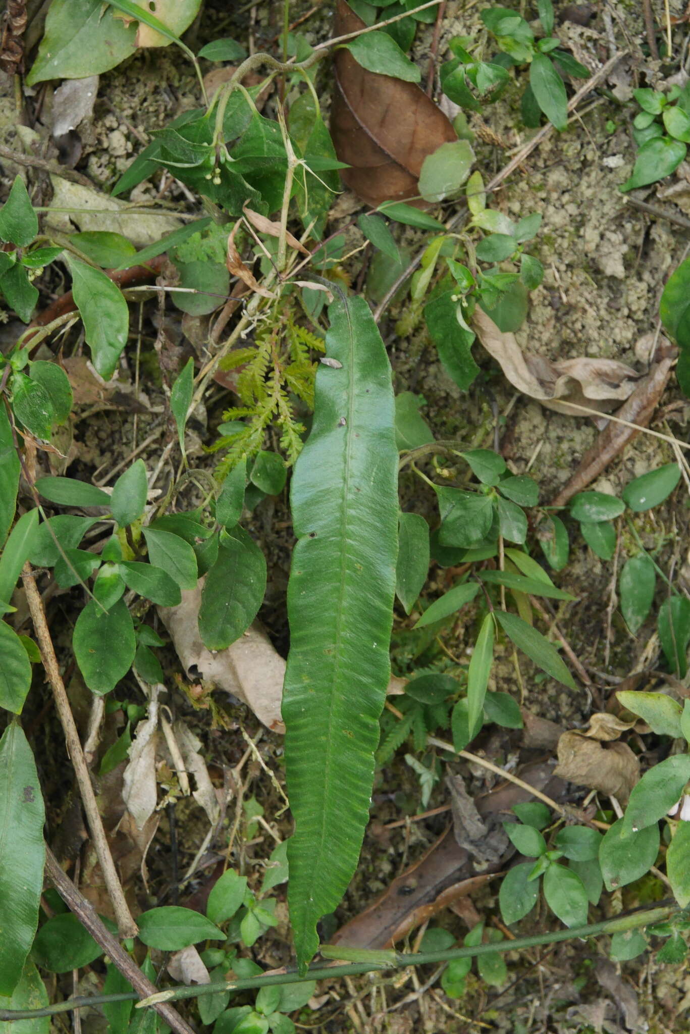 Image of Deparia lancea (Thunb. ex Murray) Fraser-Jenkins