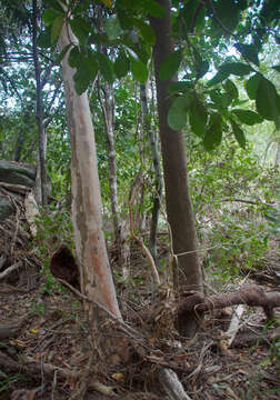 Image of Backhousia tetraptera Jackes