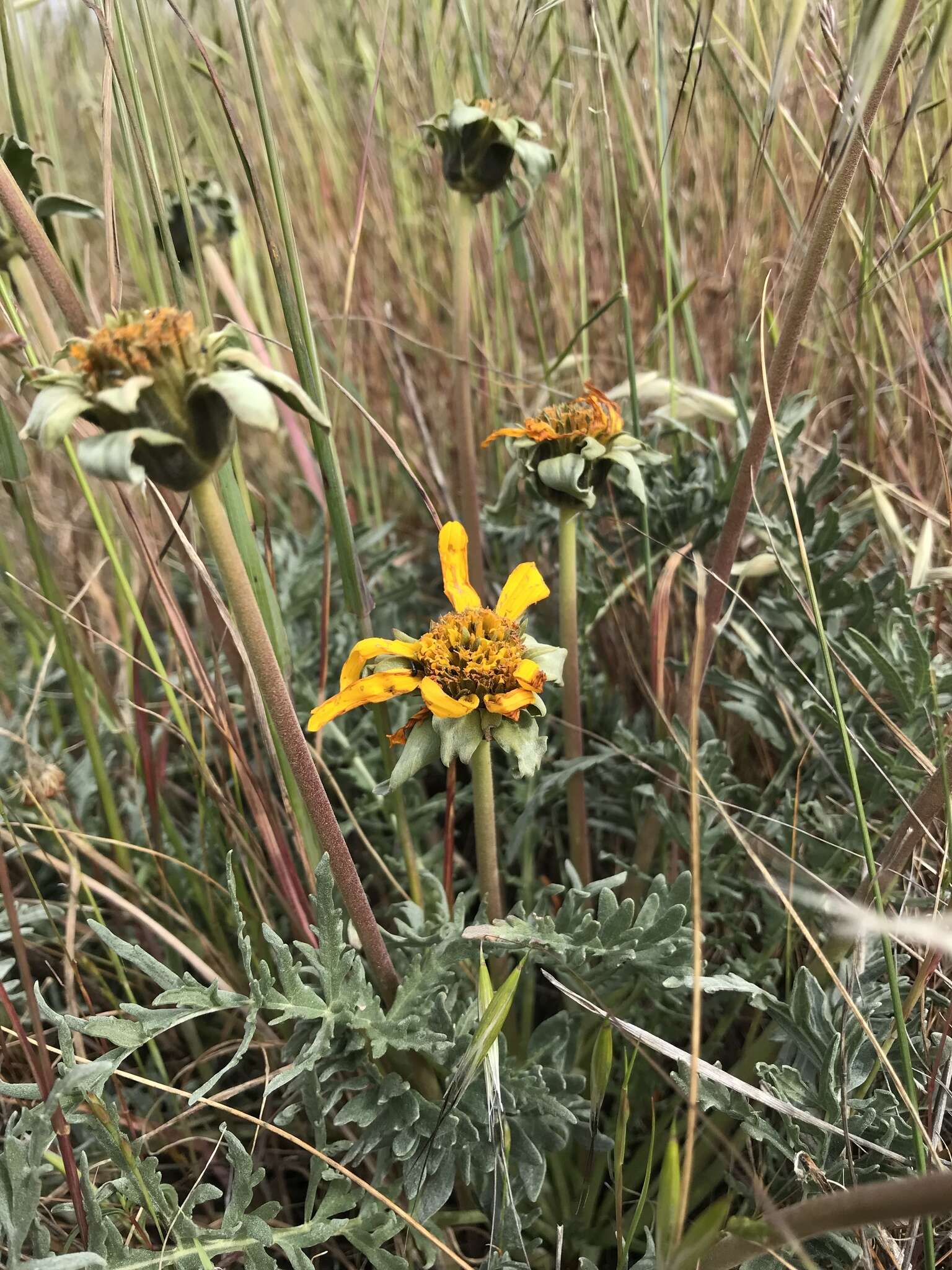 Image of California balsamroot