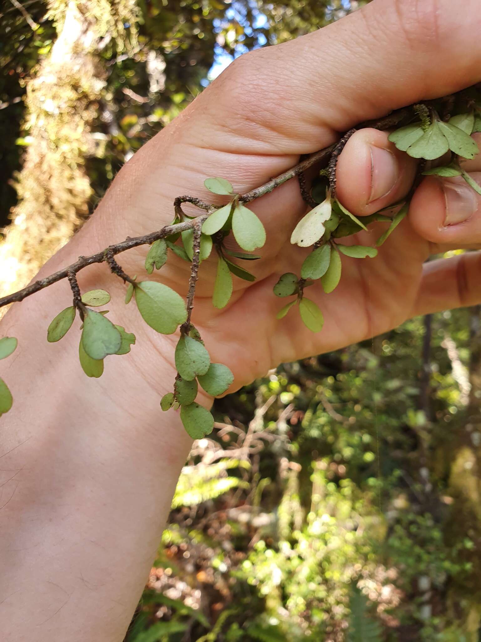 Myrsine umbricola Heenan & de Lange resmi