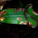 Image of Everett's Kukri Snake