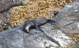 Image of Amsterdam Island Fur Seal