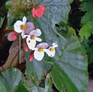 Image of Begonia subvillosa Klotzsch