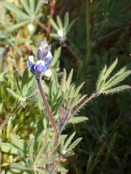 Plancia ëd Lupinus polycarpus Greene