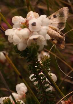 Image of Petticoat Heath