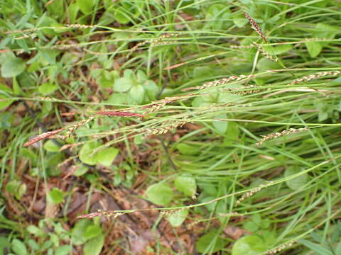 Image of Carex pediformis C. A. Mey.