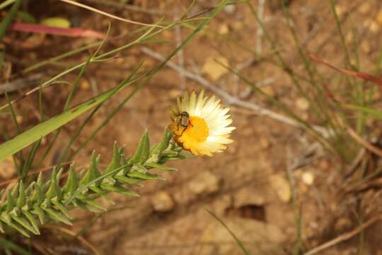 Image of Monkey-tail everlasting