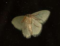 Image of Chlorissa attenuata Walker 1863