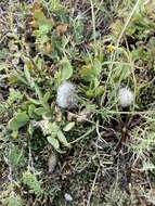 Plancia ëd Oxytropis triphylla (Pall.) Pers.