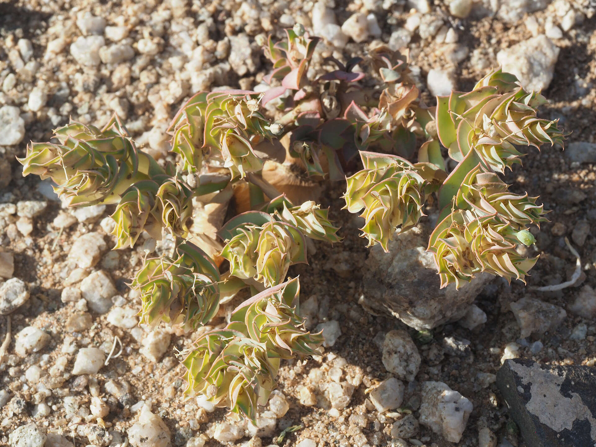 Image of Euphorbia phylloclada Boiss.