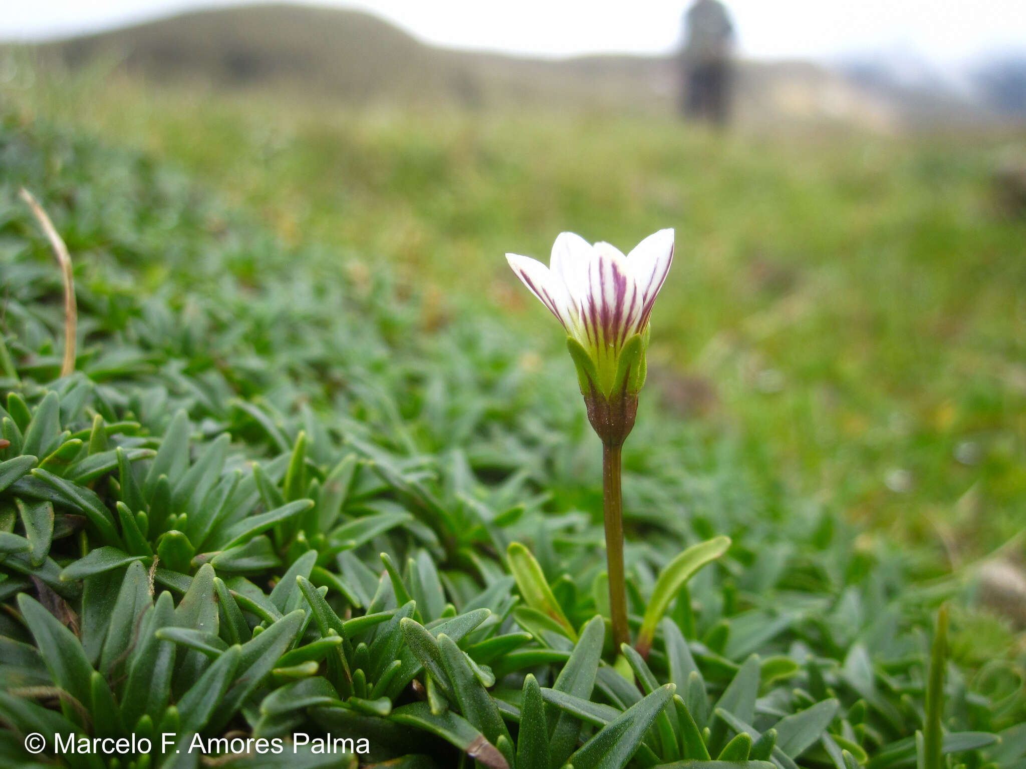 Image of Gentianella limoselloides (Kunth) Fabris