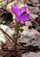 Image de Polygaloides paucifolia (Willd.) J. R. Abbott