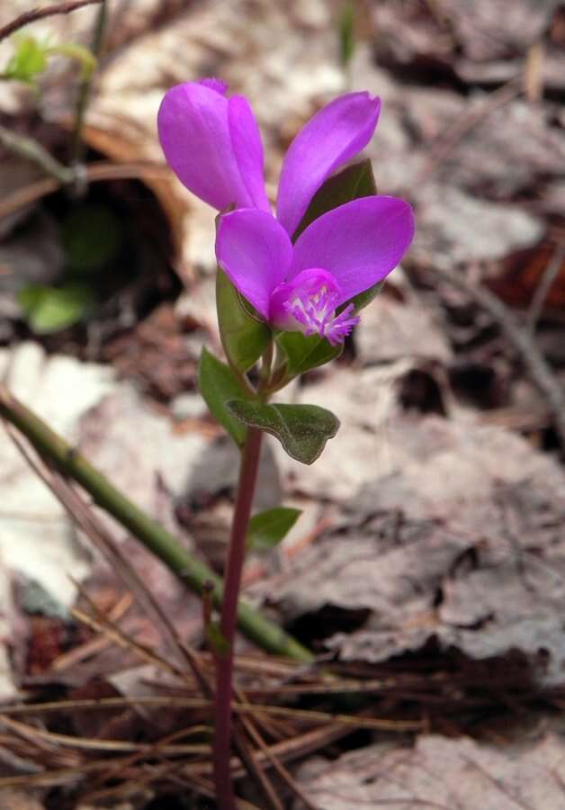 Image de Polygaloides paucifolia (Willd.) J. R. Abbott