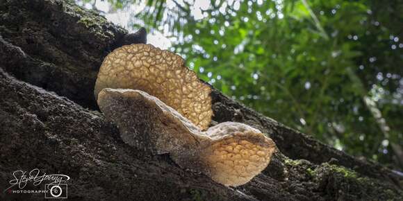 Image of Auricularia delicata (Mont. ex Fr.) Henn. 1893