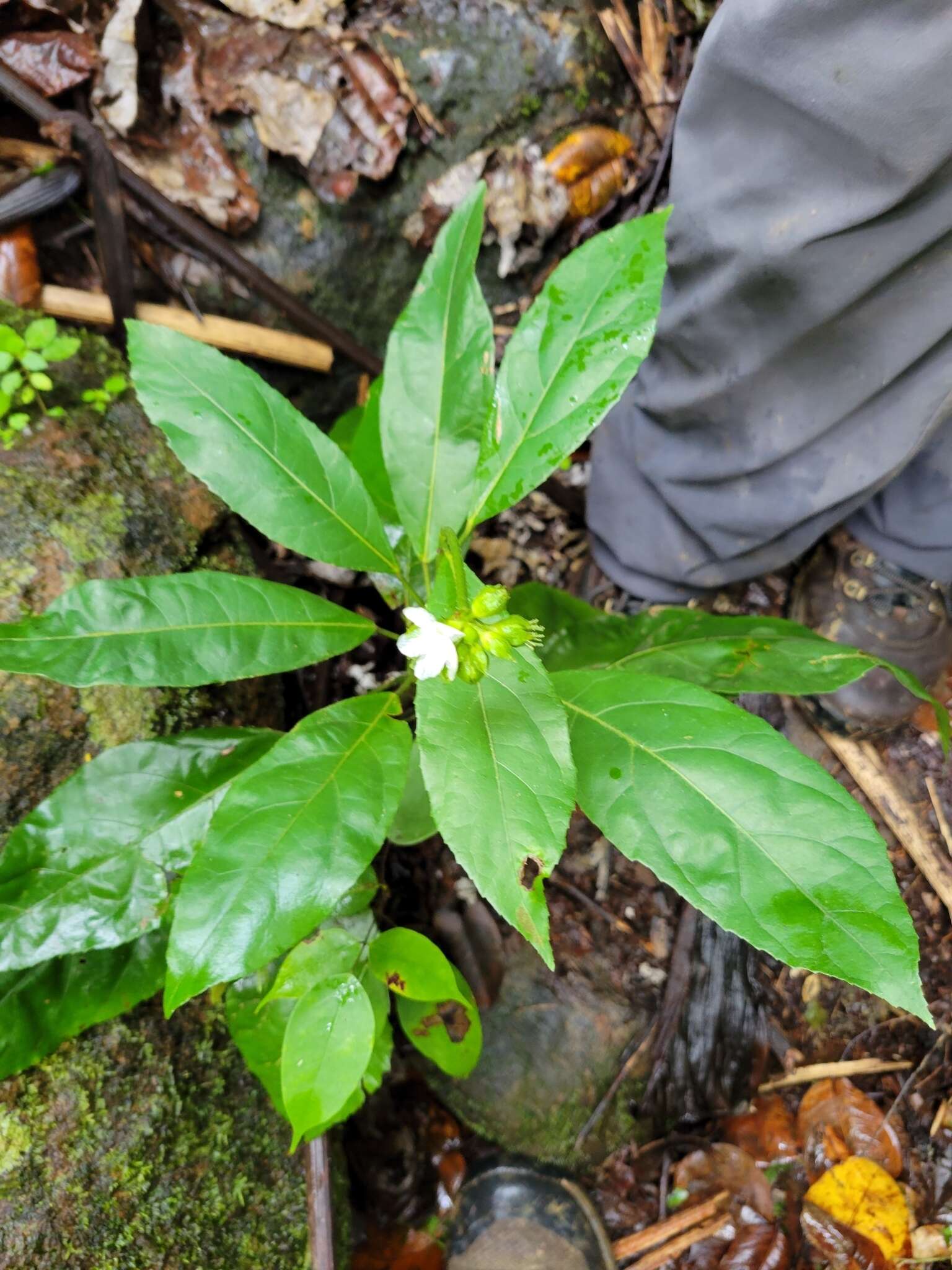 Image de Pavonia fruticosa (Mill.) Fawcett & Rendle