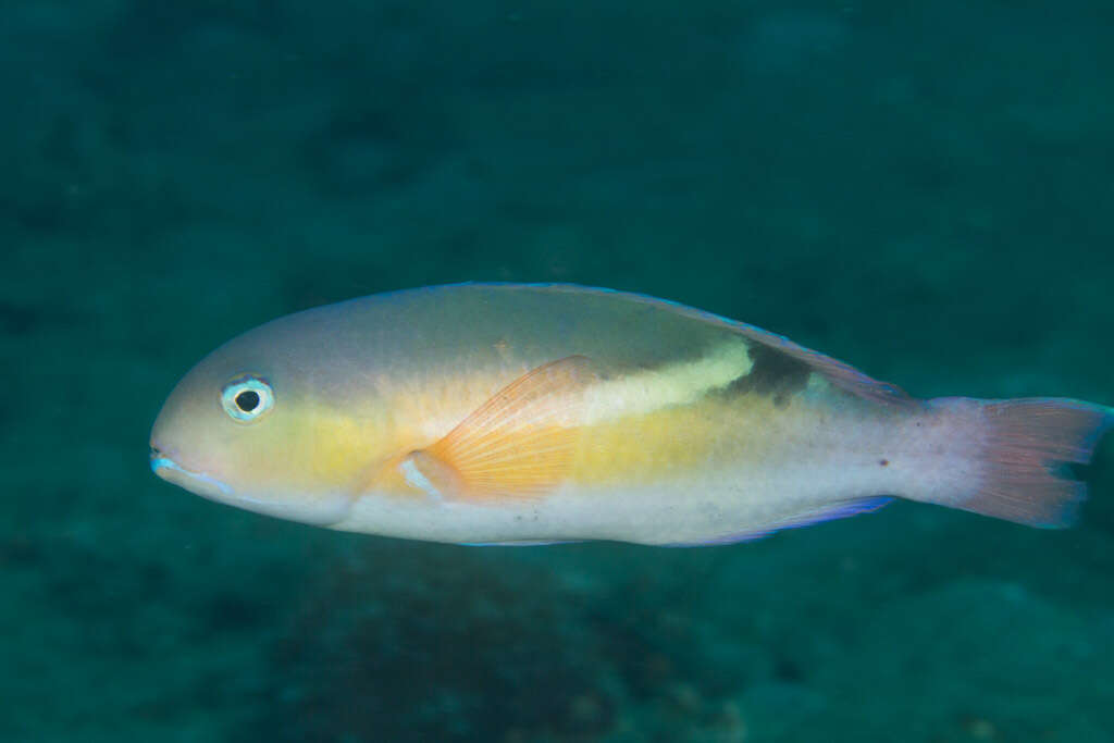 Image of Darkstripe tuskfish