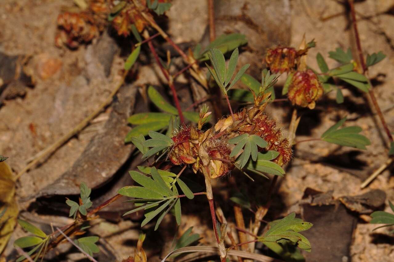 Image of Kotschya strobilantha (Baker) Dewit & P. A. Duvign.