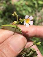 Слика од Oxalis barrelieri L.